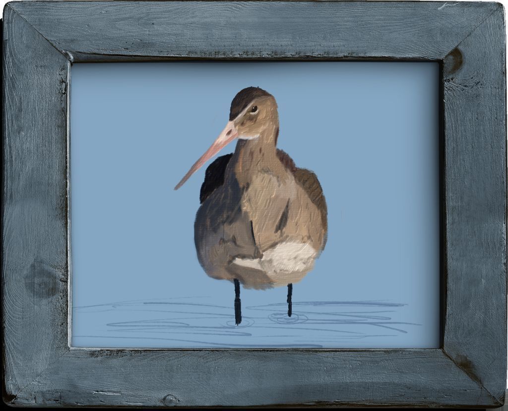 Black-tailed Godwit (Limosa limosa)